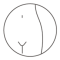 urogynecology-bco